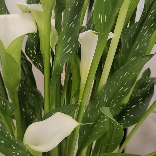 Photo of the plant species Spotted Calla Lily by @EternalMiro40 named Carolyn on Greg, the plant care app