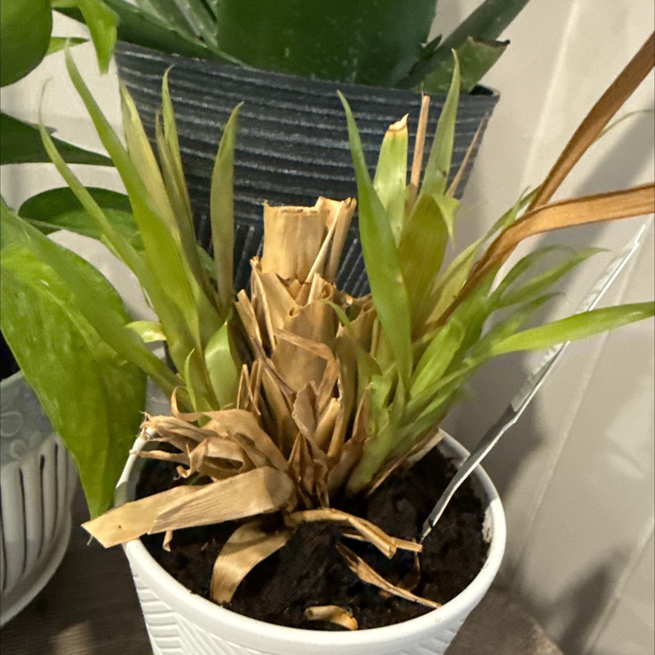 Photo of the plant species Bromeliad by @TrueHorsemint11 named Bella on Greg, the plant care app