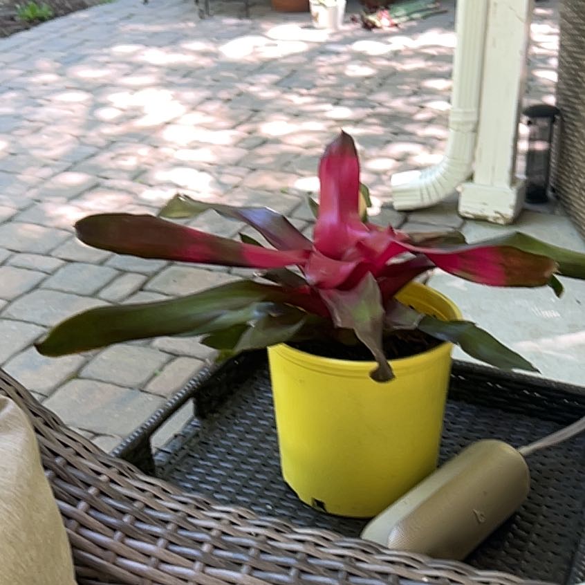 Photo of the plant species Red Bromelaid by @AceRedfir79 named Leaf Erickson on Greg, the plant care app