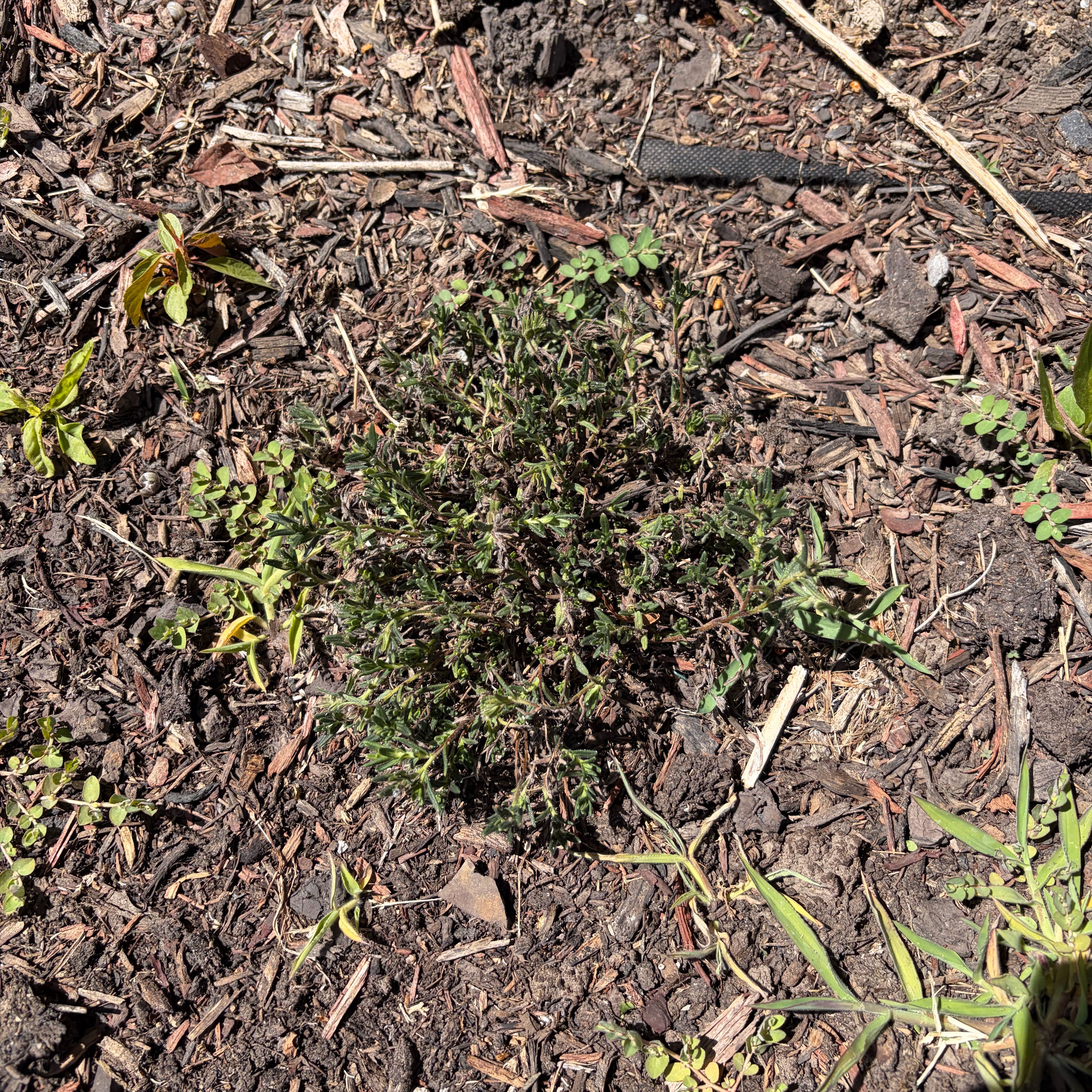 Photo of the plant species Grace Ward by @BigCowpea4 named 5 winston on Greg, the plant care app