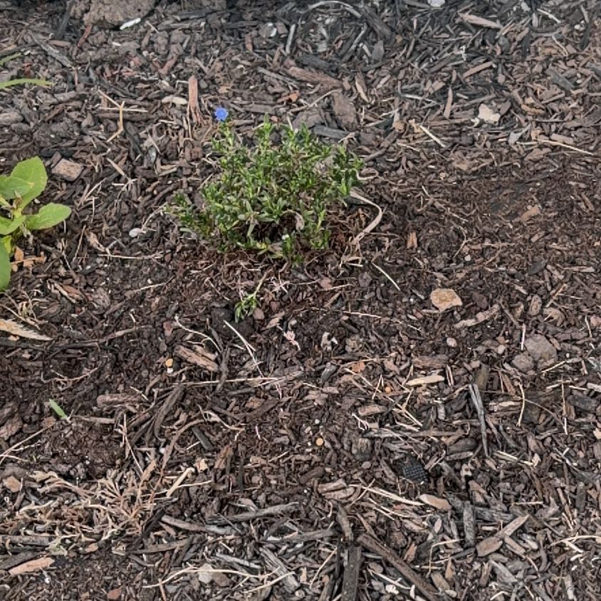 Photo of the plant species Grace Ward Lithodora by @BigCowpea4 named 1 Gomez on Greg, the plant care app