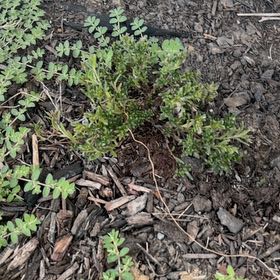 Photo of the plant species Grace Ward Lithodora by @BigCowpea4 named 3 Luna on Greg, the plant care app