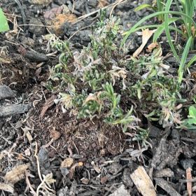 Photo of the plant species Grace Ward Lithodora by @BigCowpea4 named 2 Keanu Leaves on Greg, the plant care app