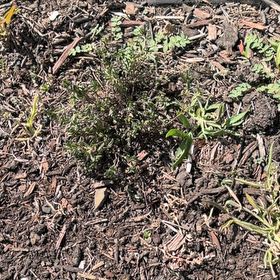 Photo of the plant species Grace Ward Lithodora by @BigCowpea4 named 6 Shakira on Greg, the plant care app