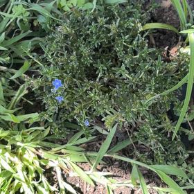 Photo of the plant species Grace Ward Lithodora by @BigCowpea4 named 4 Lebron on Greg, the plant care app