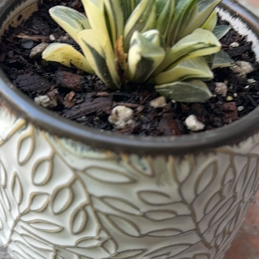 Photo of the plant species Haworthia heidelbergensis var. heidelbergensis by @TutorRedlog7 named Miley on Greg, the plant care app
