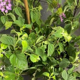 Photo of the plant species Trailing Lantana by @DeluxeLukiwan12 named Gobi on Greg, the plant care app