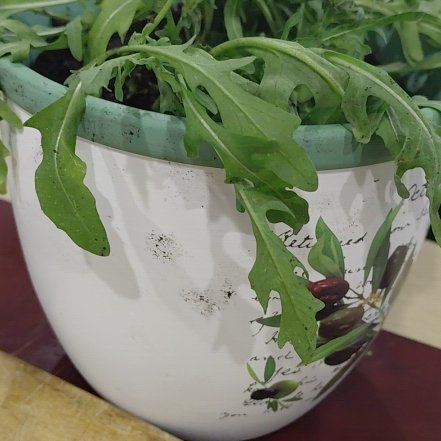 Photo of the plant species Garden Rocket by @FamedBacopa10 named Prince on Greg, the plant care app