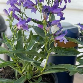 Photo of the plant species Brompton Stock by @YesBegonia90 named Leonardo on Greg, the plant care app