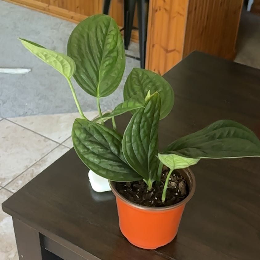 Photo of the plant species Monstera Peru by @SageCaraway34 named Sage on Greg, the plant care app