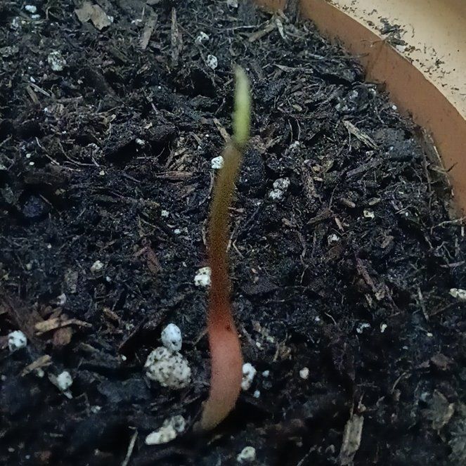 Photo of the plant species Soursop by @YesAgarito8 named Soursop on Greg, the plant care app