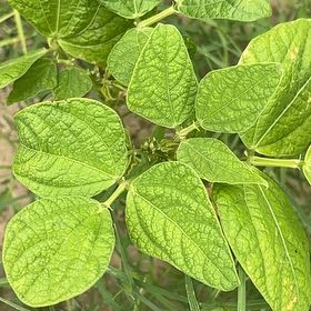 Photo of the plant species Soybean by @PetitePhlox4 named Bieber on Greg, the plant care app
