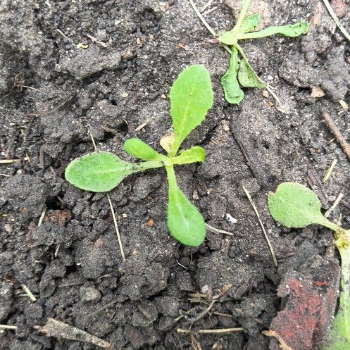 Photo of the plant species Shepherd's Purse by @SpicyKaro84 named Gates on Greg, the plant care app