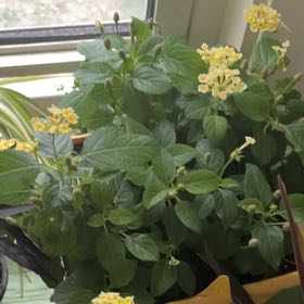 Photo of the plant species Lantana by @KeyFord46 named Kardashian on Greg, the plant care app