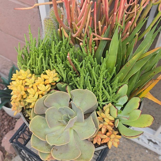 Photo of the plant species Pig's Ear by @FlavorfulOxlip named Kylie on Greg, the plant care app