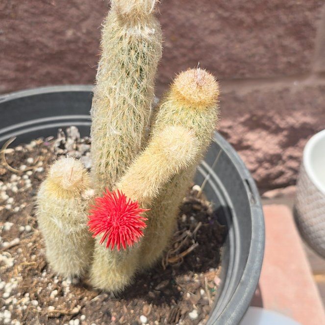 Photo of the plant species Rattail Nipple Cactus by @FlavorfulOxlip named Mochi on Greg, the plant care app
