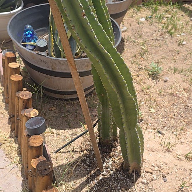 Photo of the plant species Pachycereus Schottii by @FlavorfulOxlip named Huckleberry Fern on Greg, the plant care app