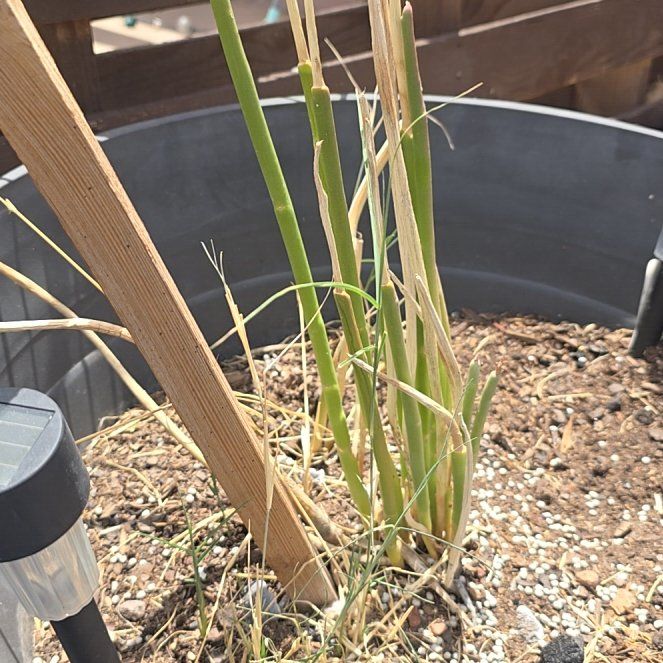 Photo of the plant species Typha Latifolia by @FlavorfulOxlip named Marilyn on Greg, the plant care app