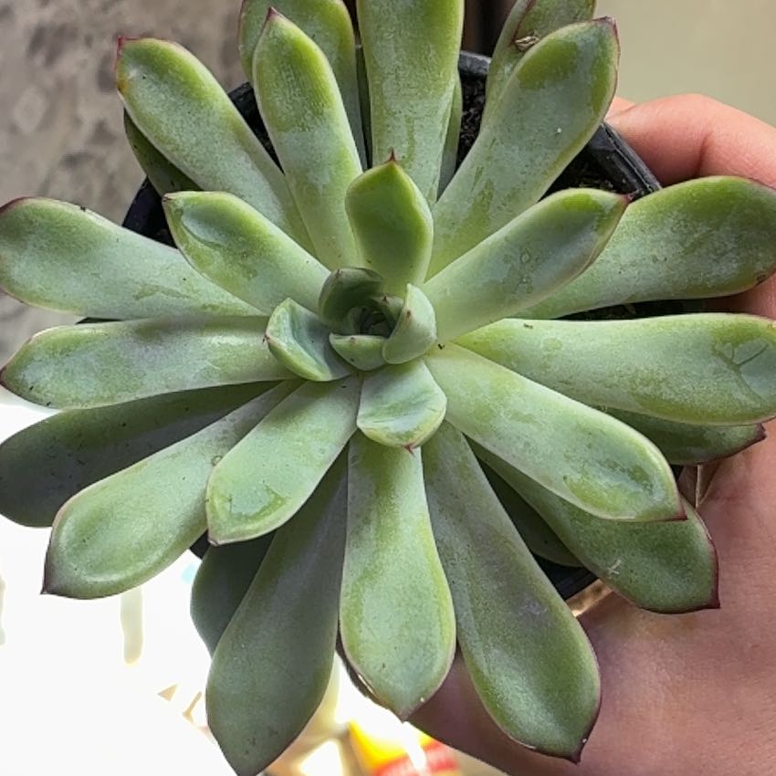 Photo of the plant species Echeveria pulidonis by @JocoseWychelm named Girlfrond on Greg, the plant care app