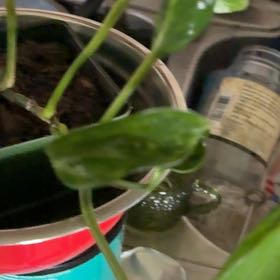 Photo of the plant species Pothos 'Shangri La' by @JocoseWychelm named Hemingway on Greg, the plant care app