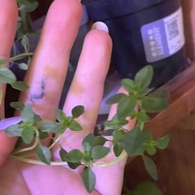 Photo of the plant species Lemon Thyme by @JocoseWychelm named Baesil on Greg, the plant care app