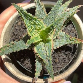 Photo of the plant species Aloe 'Lavender Star' by @JocoseWychelm named ChloroPhil on Greg, the plant care app