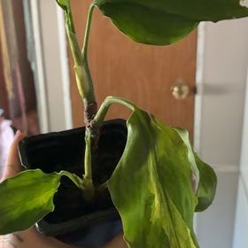 Photo of the plant species Aglaonema spathonema by @JocoseWychelm named LiloStitch on Greg, the plant care app