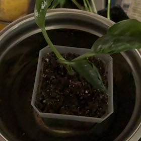 Photo of the plant species Pothos 'Shangri La' by @JocoseWychelm named Peter Parker on Greg, the plant care app