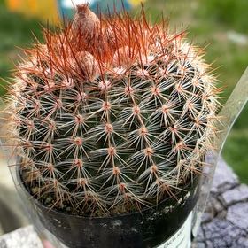Photo of the plant species Cinnamon Cactus by @JocoseWychelm named Anne on Greg, the plant care app