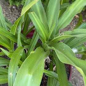 Photo of the plant species Poisonbulb by @EquitableJade85 named Orlando Bloom on Greg, the plant care app