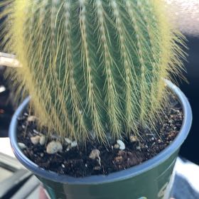 Photo of the plant species Notocactus leninghausii by @KeyGuepinia69 named McKinley on Greg, the plant care app