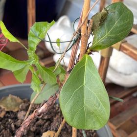 Photo of the plant species Water Oak by @AliveGinseng84 named Gobi on Greg, the plant care app
