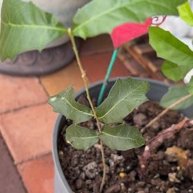 Photo of the plant species Texas Live Oak by @AliveGinseng84 named Hemingway on Greg, the plant care app