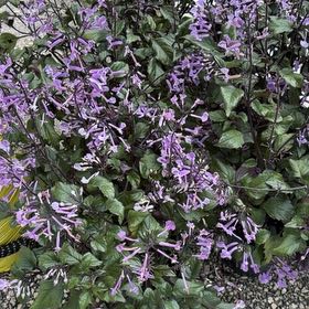Photo of the plant species Plectranthus ecklonii by @AliveGinseng84 named Captain Plant-it on Greg, the plant care app