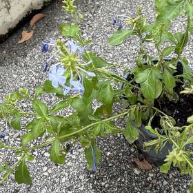 Photo of the plant species Blue Plumbago by @AliveGinseng84 named Rosa on Greg, the plant care app