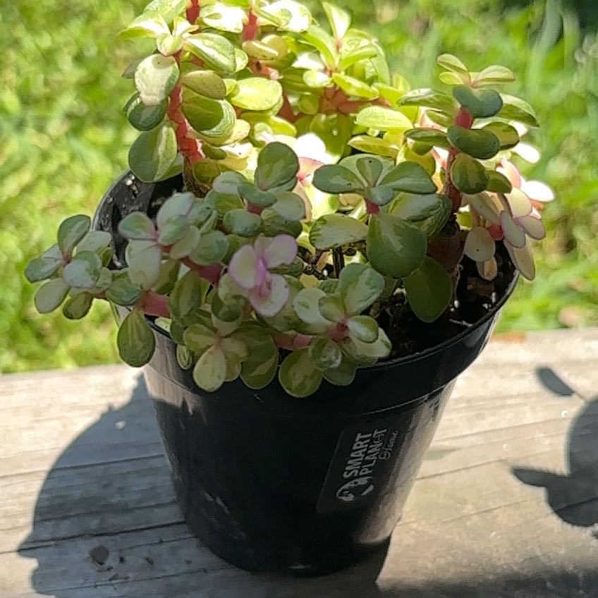 Photo of the plant species Portulacaria afra 'Kaleidoscope' by @AngelOkra2 named Nemo on Greg, the plant care app