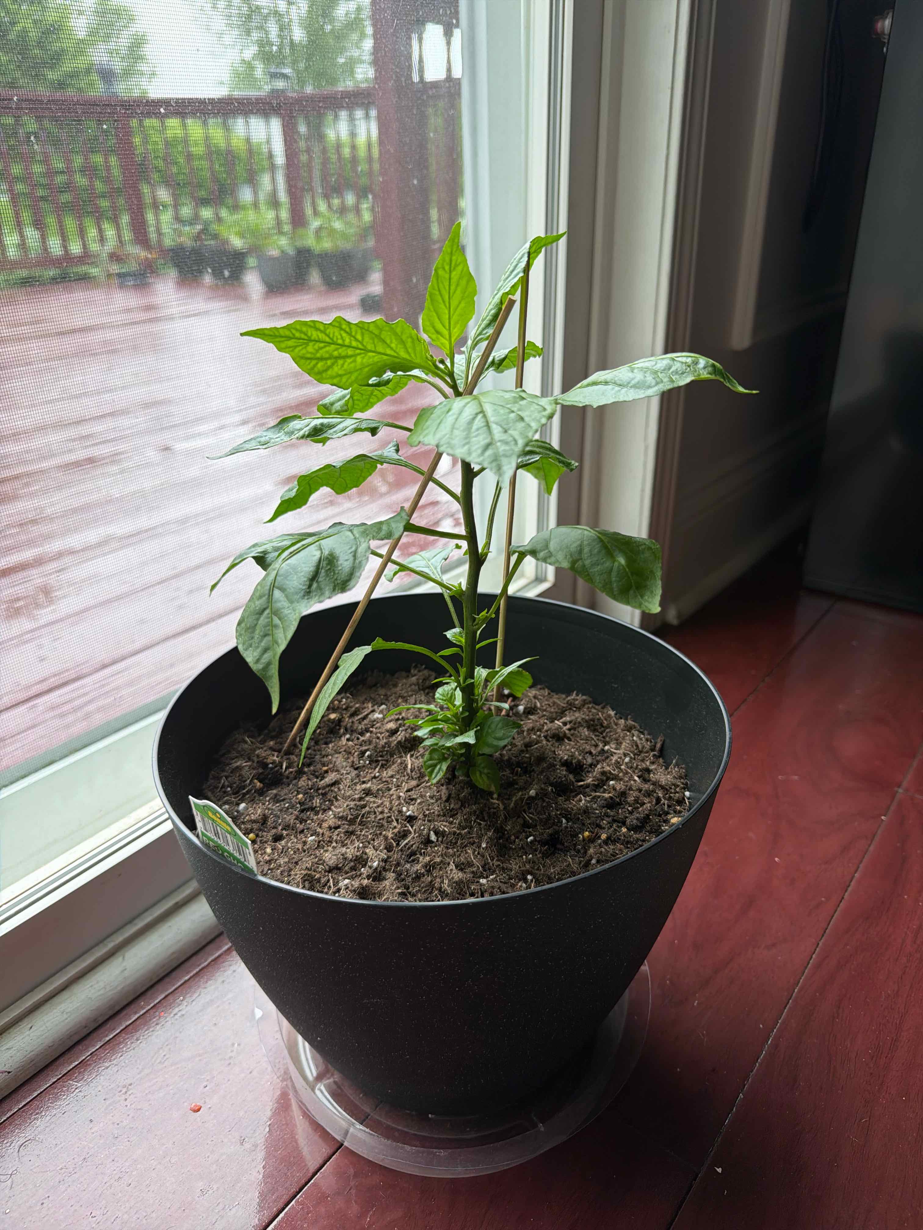Photo of the plant species Ghost Pepper by @ComicalDuwei17 named Chris first ghost pepper on Greg, the plant care app