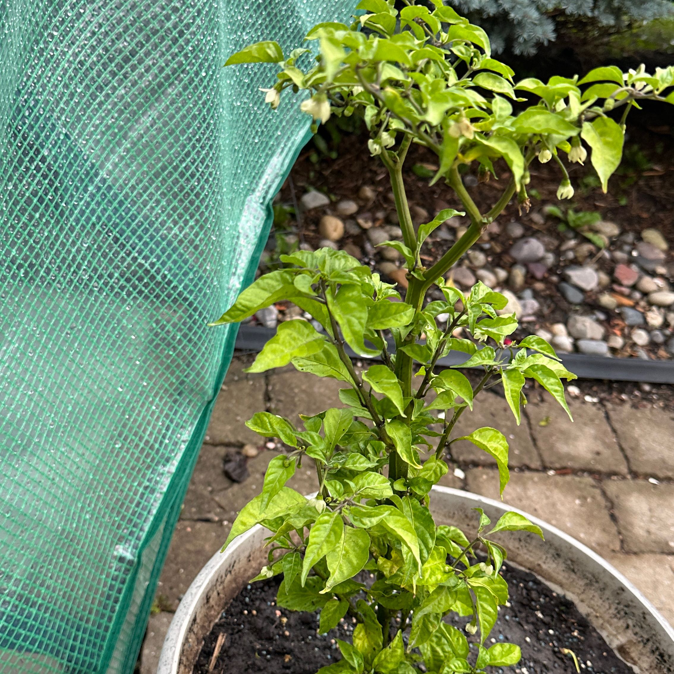 Photo of the plant species Carolina Reaper by @ComicalDuwei17 named Prince on Greg, the plant care app