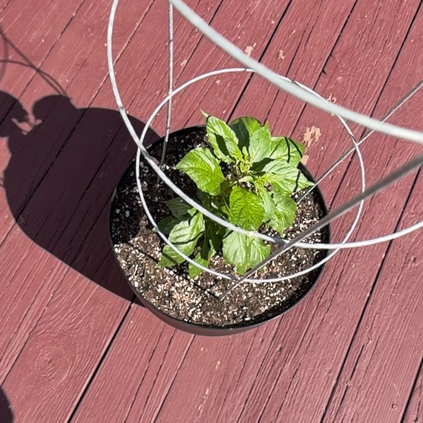 Photo of the plant species Ghost Pepper by @ComicalDuwei17 named Orlando Bloom on Greg, the plant care app