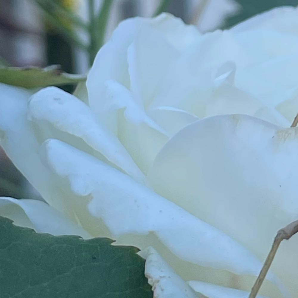 Photo of the plant species Southern Magnolia by @WhizRambutan25 named Elina on Greg, the plant care app