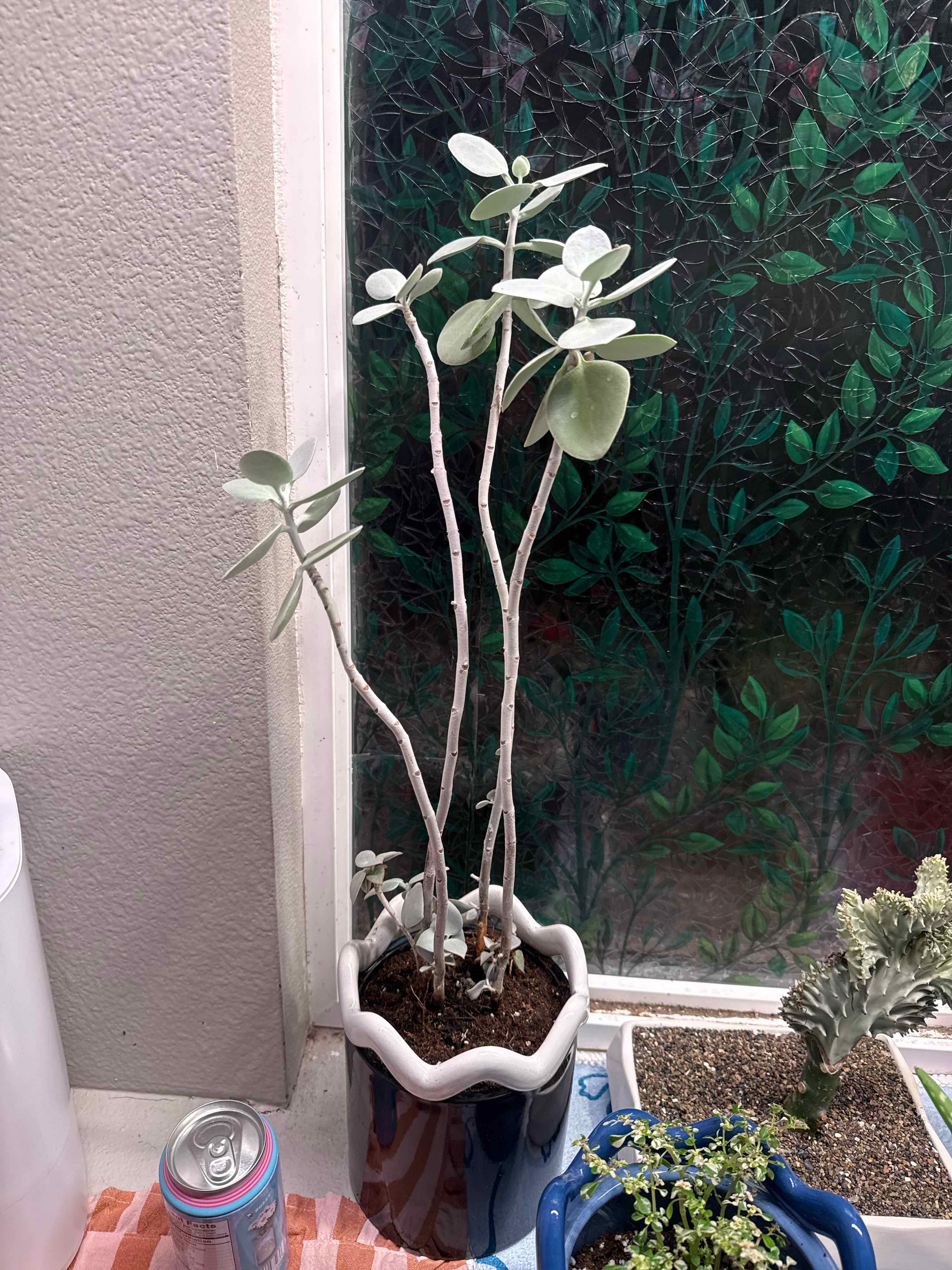 Photo of the plant species Silver Spoon by @PlantPixie named Virgil on Greg, the plant care app