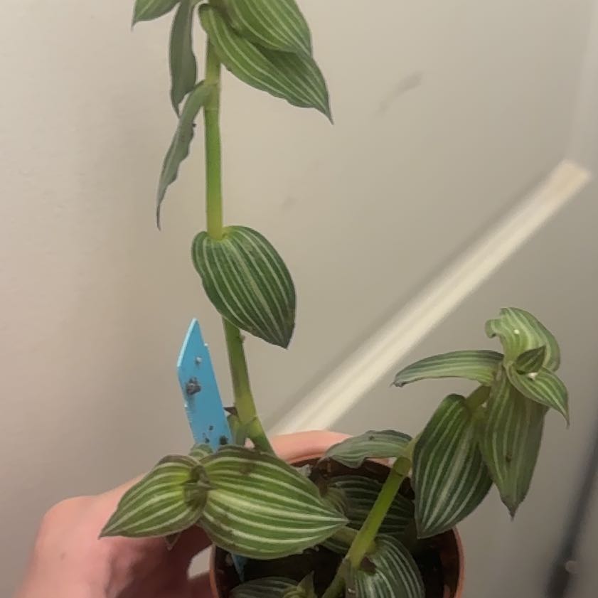 Photo of the plant species Puppy Ears Plant by @PlantPixie named Walt on Greg, the plant care app
