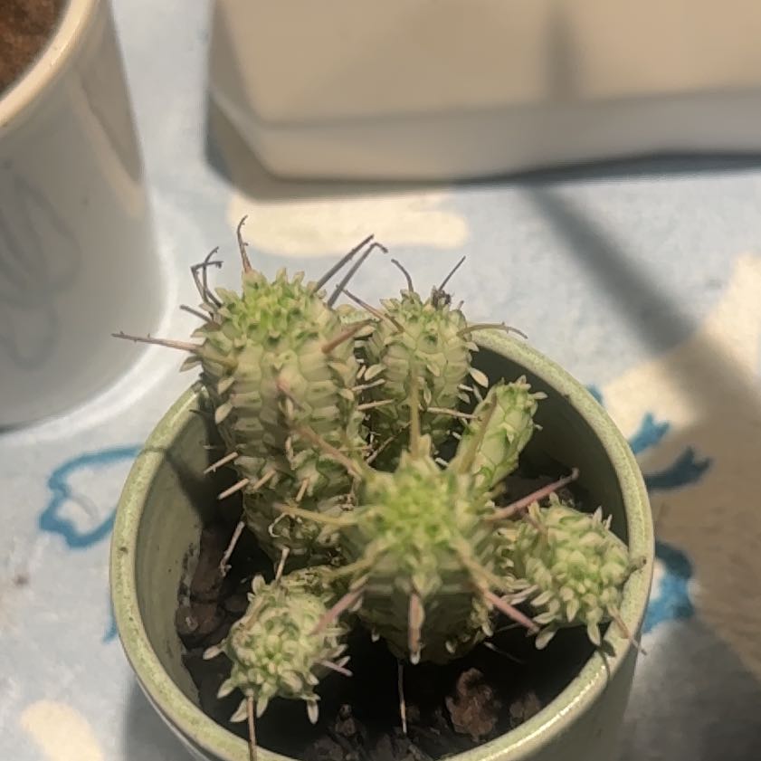 Photo of the plant species Corncob Cactus by @PlantPixie named Bernard on Greg, the plant care app