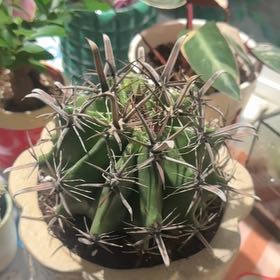 Photo of the plant species Barrel Cactus by @PlantPixie named Bartholomew on Greg, the plant care app