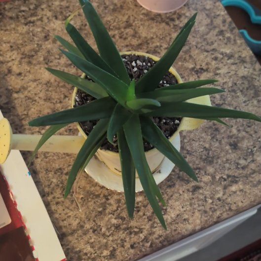 Photo of the plant species Alworthia 'Black Gem' by @SpeedyPlanty6 named Lola on Greg, the plant care app
