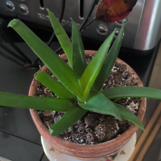 Photo of the plant species Alworthia 'Black Gem' by @SpeedyPlanty6 named Nemo on Greg, the plant care app