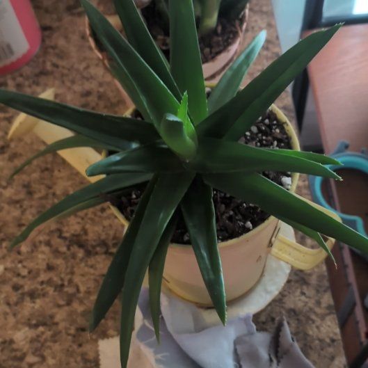 Photo of the plant species Alworthia 'Black Gem' by @SpeedyPlanty6 named Kobe on Greg, the plant care app