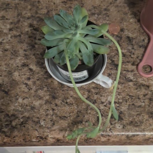 Photo of the plant species Sedeveria 'Blue Elf' by @SpeedyPlanty6 named Forrest on Greg, the plant care app