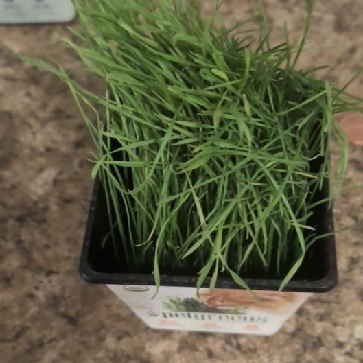 Photo of the plant species Bread Wheat by @SpeedyPlanty6 named Planty on Greg, the plant care app