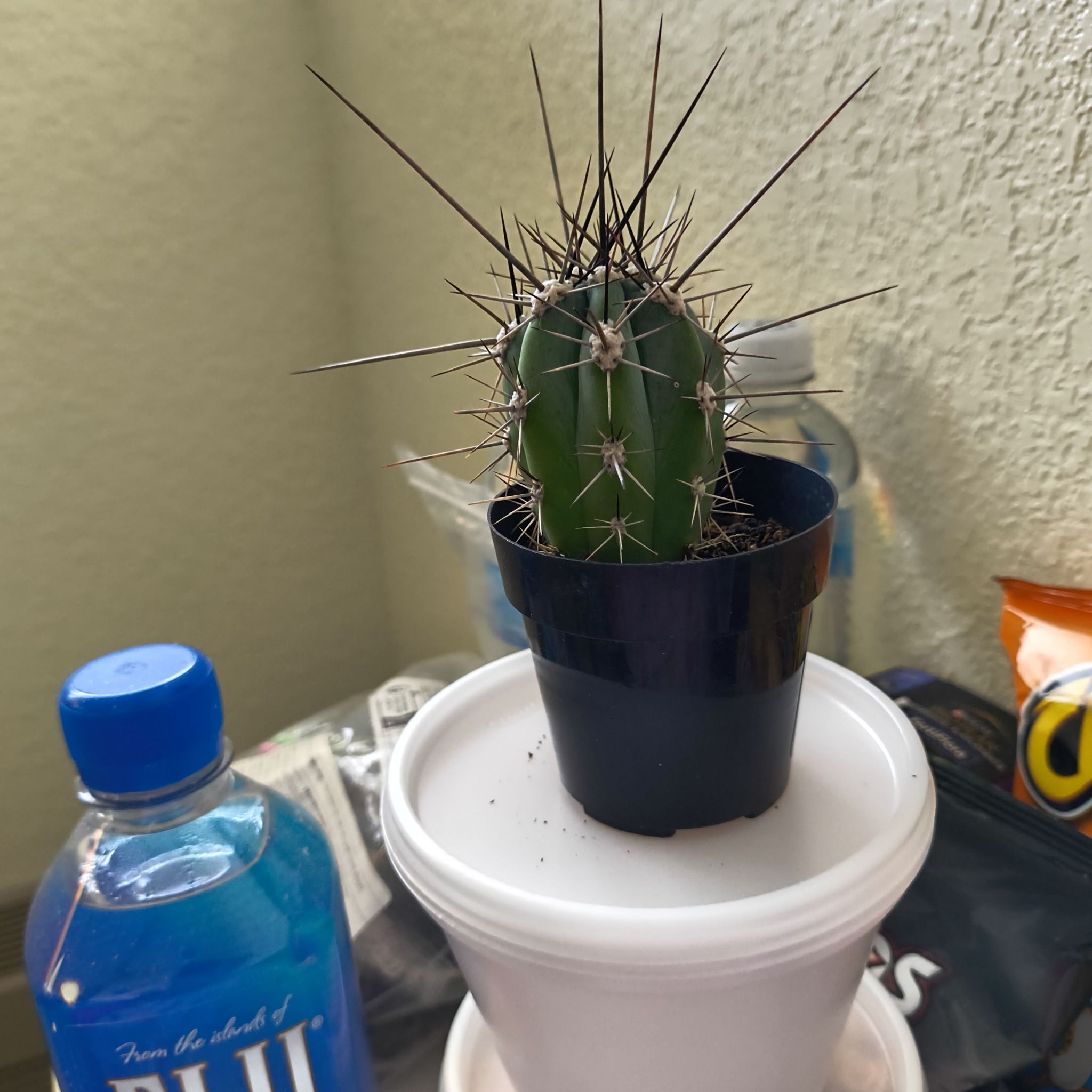 Photo of the plant species Toothpick Cactus by @Megg072952 named Lil cactus on Greg, the plant care app